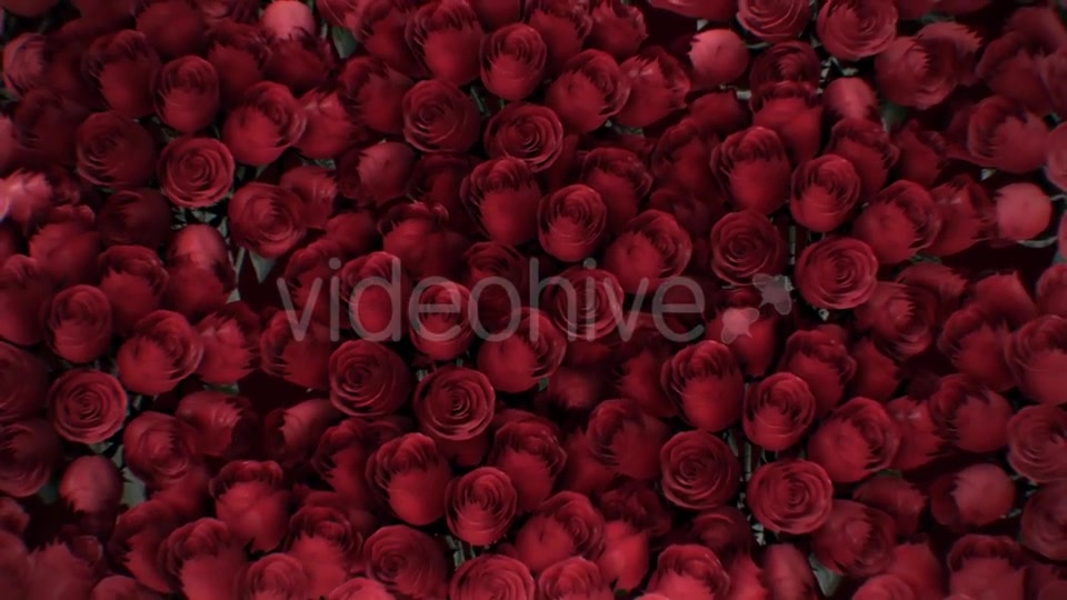 The Background of the Many Red Roses Videohive 19381880 Motion Graphics Image 9
