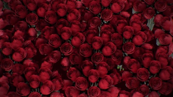The Background of the Many Red Roses - 19381880 Videohive Download