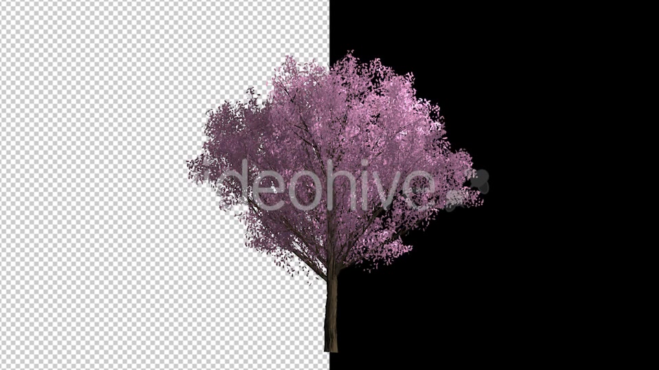 The Cherry Blossoms Videohive 19436858 Motion Graphics Image 4