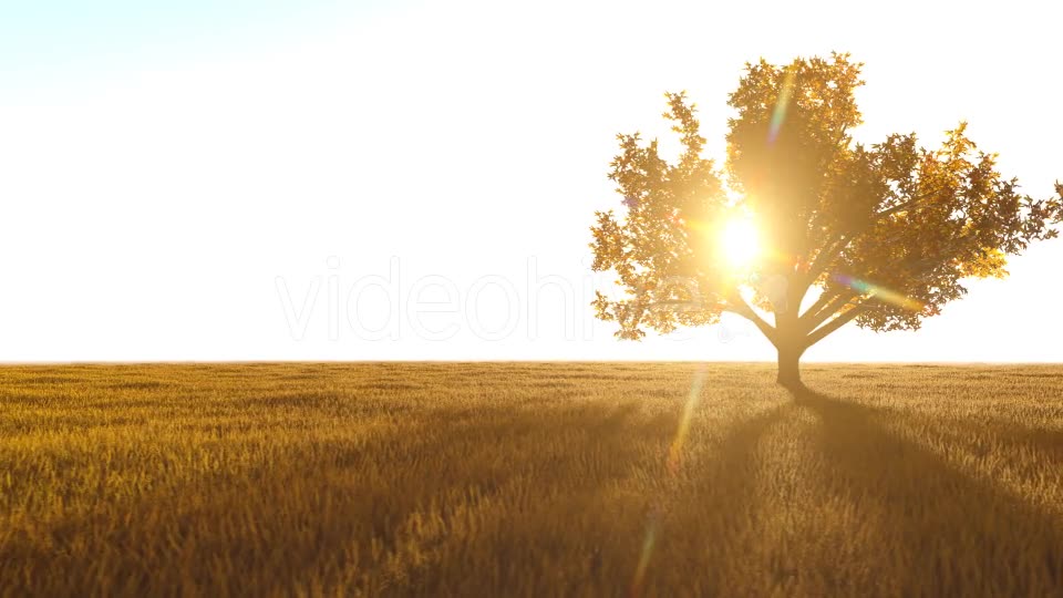 The Nature In Orange 2 Videohive 21192679 Motion Graphics Image 2