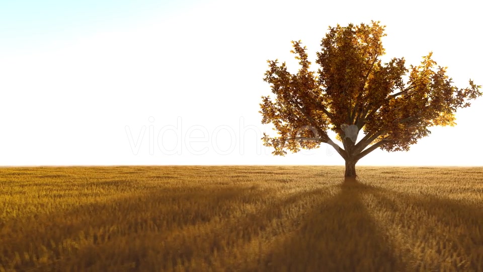 The Nature In Orange 2 Videohive 21192679 Motion Graphics Image 3