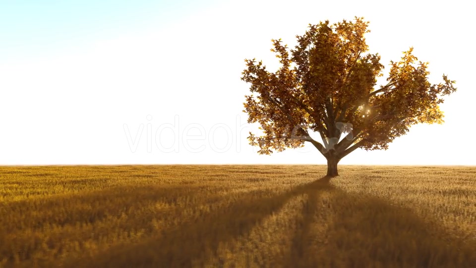 The Nature In Orange 2 Videohive 21192679 Motion Graphics Image 4