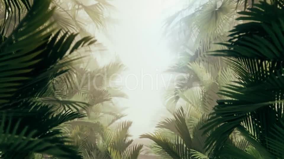 The Palms 10 Videohive 19380620 Motion Graphics Image 1