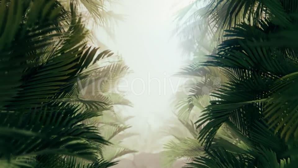 The Palms 10 Videohive 19380620 Motion Graphics Image 6