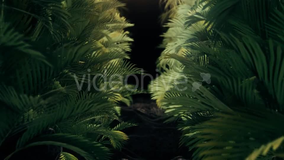 The Palms 2 Videohive 19272395 Motion Graphics Image 1