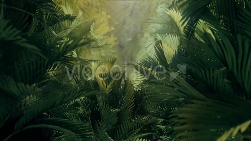 The Palms 4 Videohive 19284393 Motion Graphics Image 1