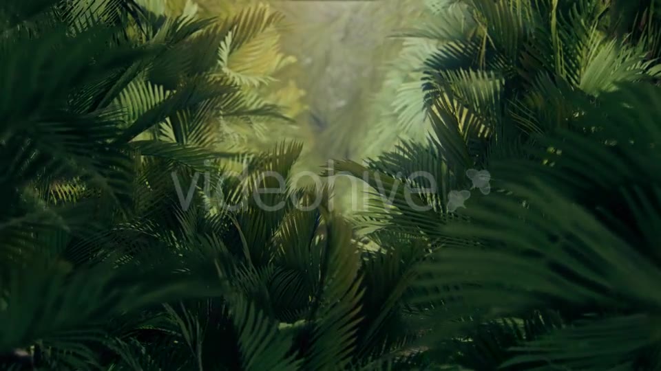The Palms 4 Videohive 19284393 Motion Graphics Image 2