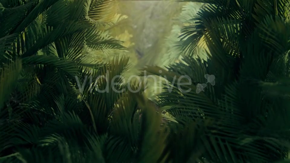 The Palms 4 Videohive 19284393 Motion Graphics Image 3