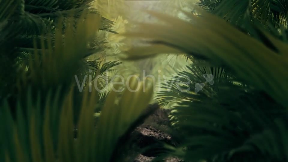 The Palms 4 Videohive 19284393 Motion Graphics Image 5