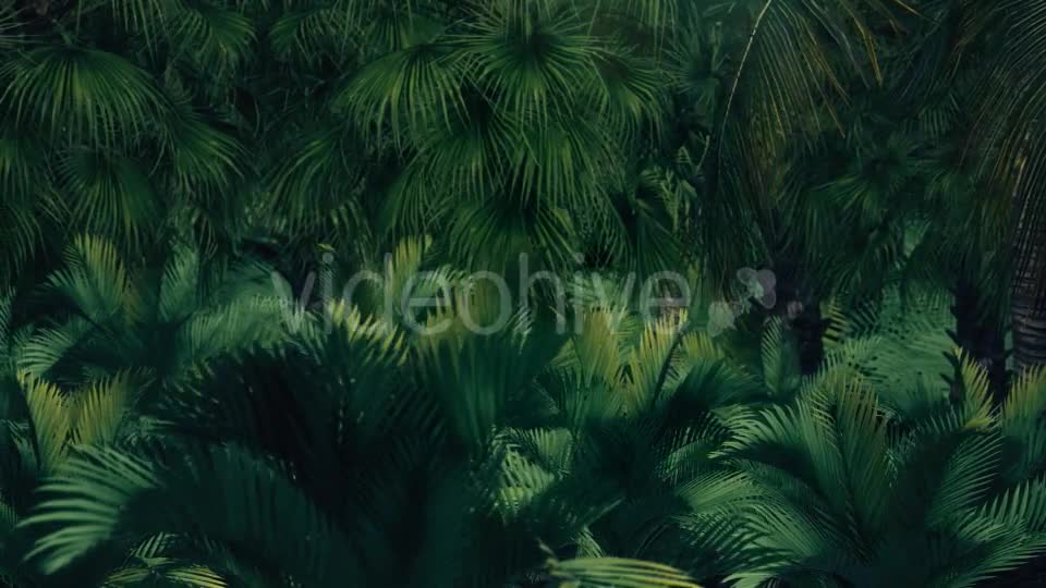 The Palms 7 Videohive 19360412 Motion Graphics Image 1