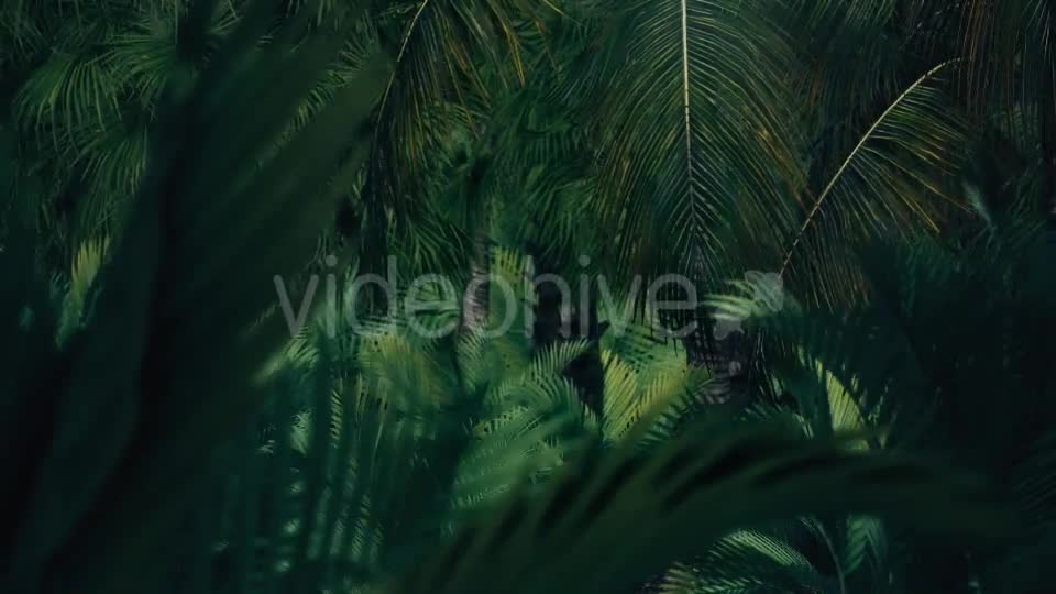 The Palms 7 Videohive 19360412 Motion Graphics Image 10