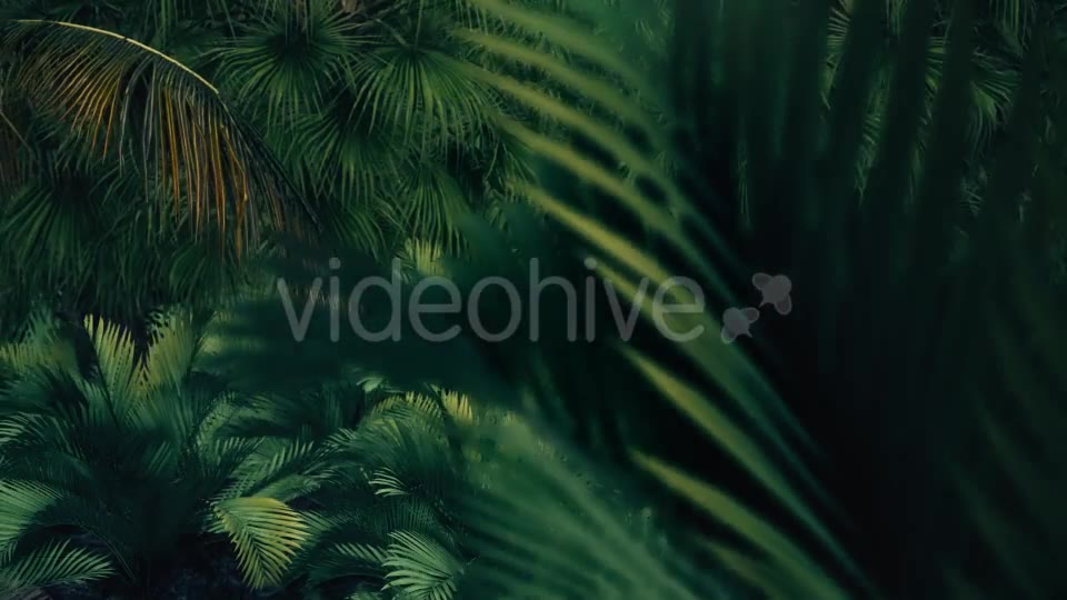 The Palms 7 Videohive 19360412 Motion Graphics Image 2