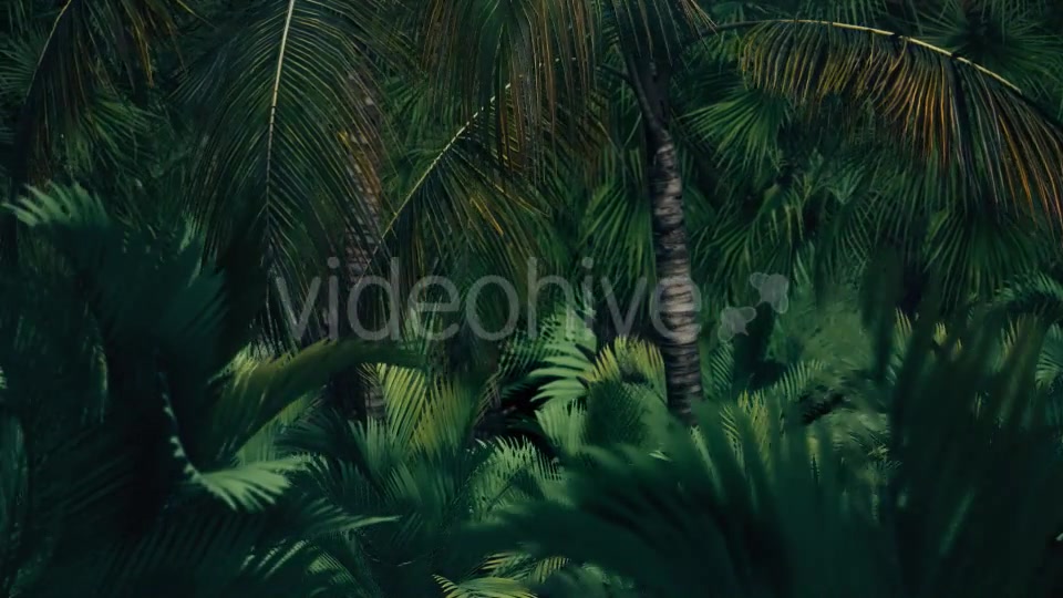 The Palms 7 Videohive 19360412 Motion Graphics Image 4