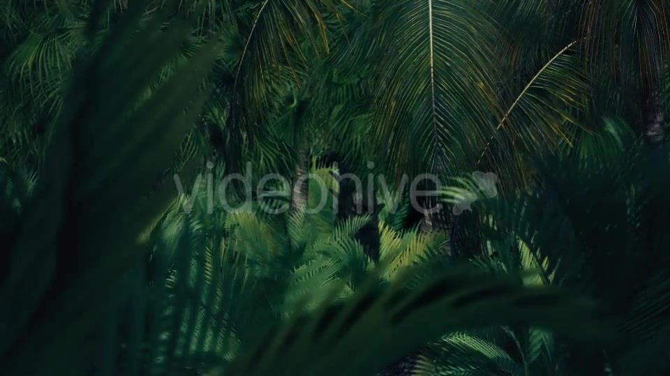 The Palms 7 Videohive 19360412 Motion Graphics Image 5