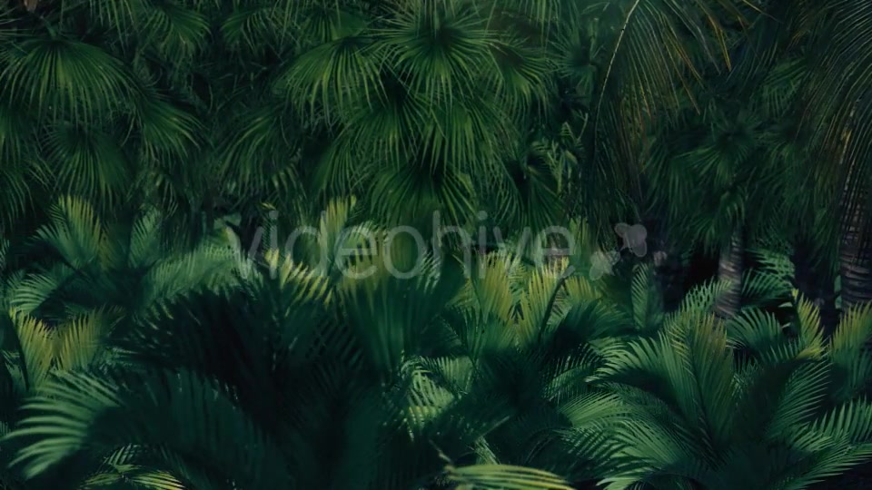 The Palms 7 Videohive 19360412 Motion Graphics Image 6