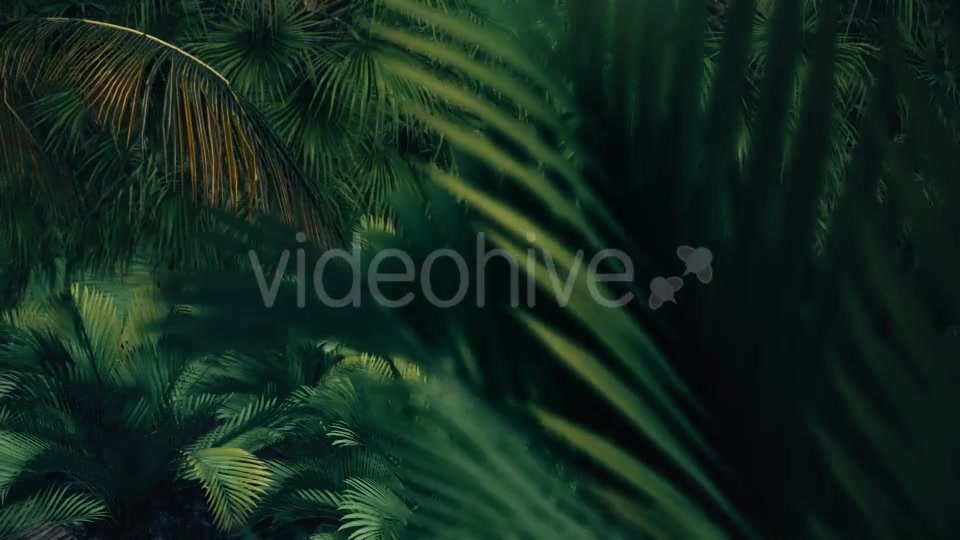 The Palms 7 Videohive 19360412 Motion Graphics Image 7