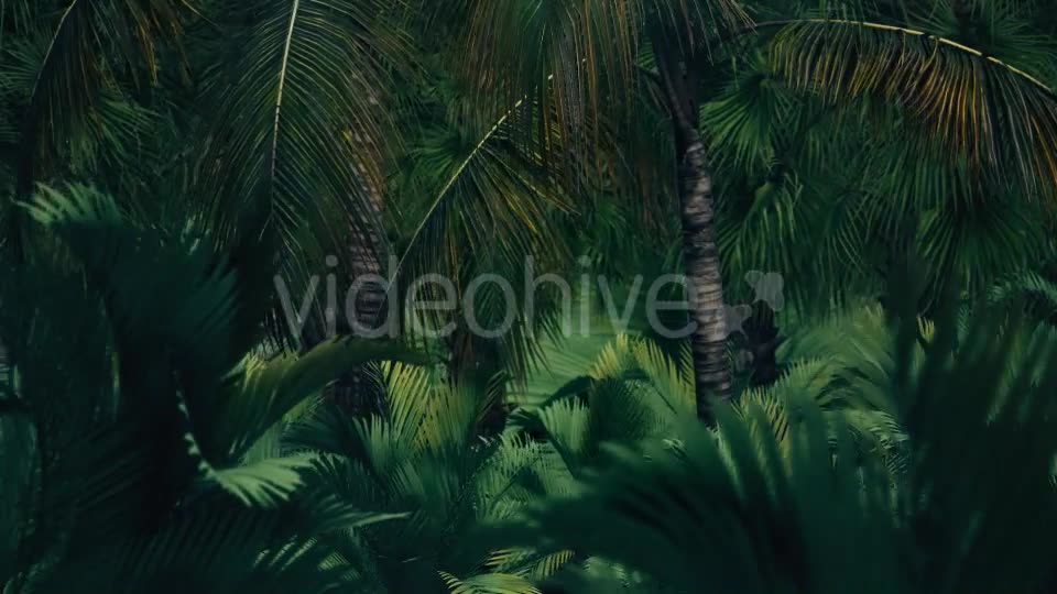The Palms 7 Videohive 19360412 Motion Graphics Image 9