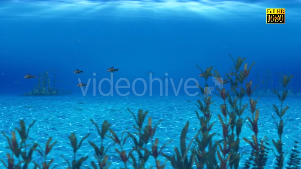 The Paradise Blue Sea Videohive 9348547 Motion Graphics Image 5