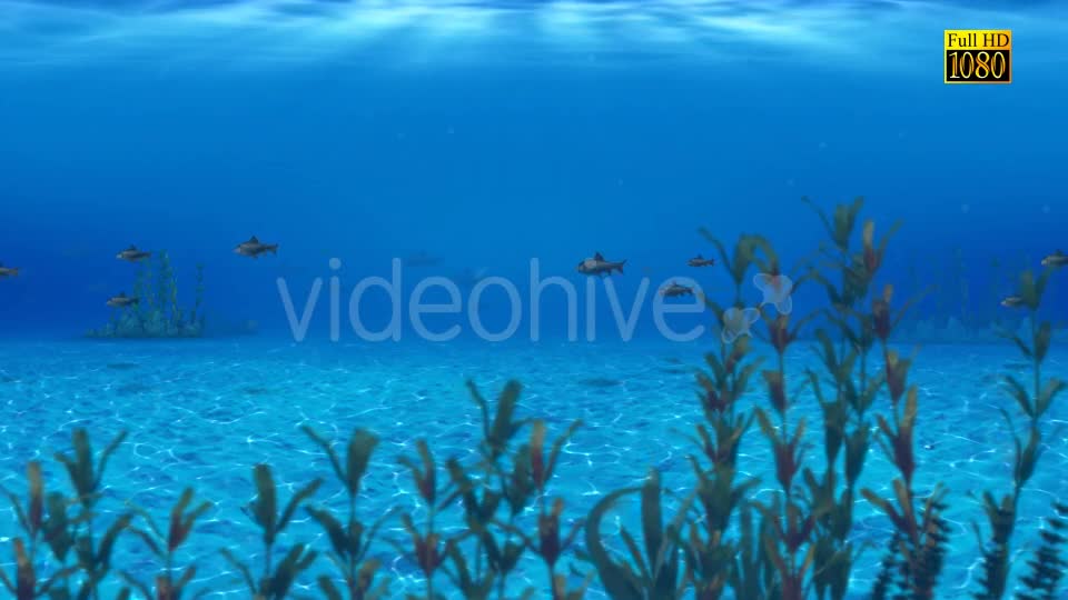 The Paradise Blue Sea Videohive 9348547 Motion Graphics Image 8