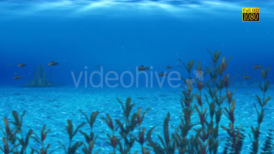The Paradise Blue Sea Videohive 9348547 Motion Graphics Image 9
