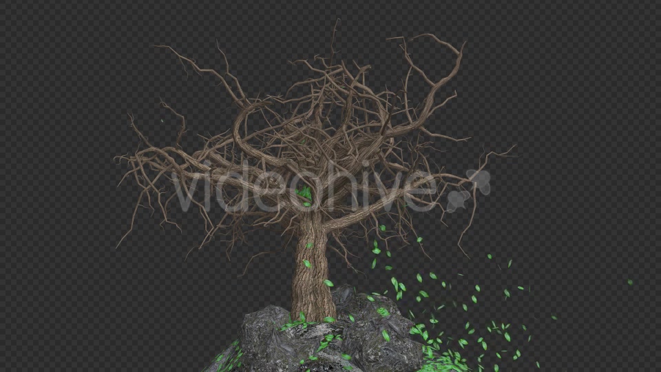 The Tree Grows And Leaves Fall Videohive 20192430 Motion Graphics Image 10
