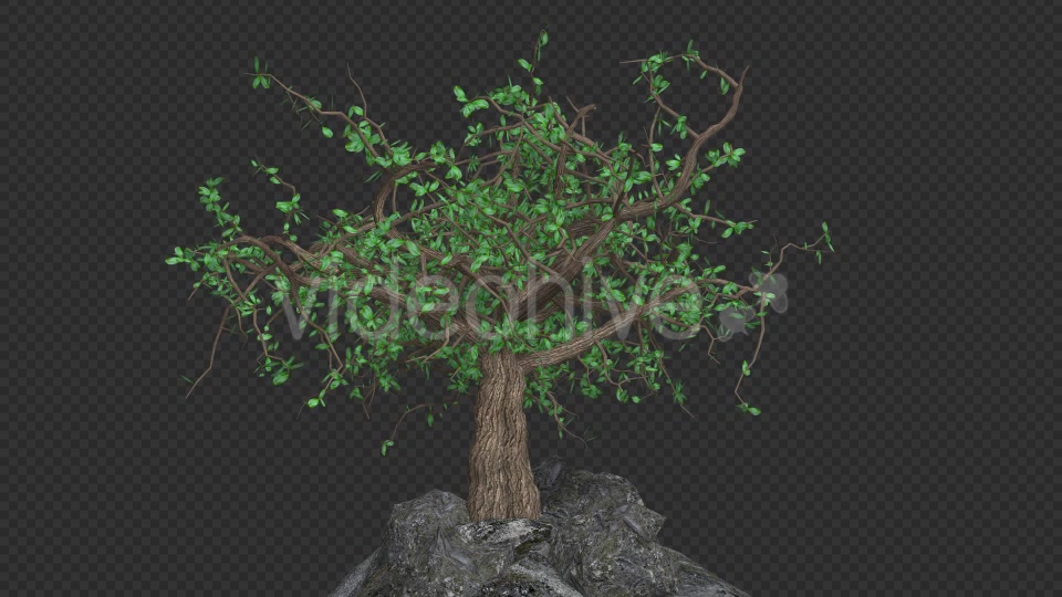 The Tree Grows And Leaves Fall Videohive 20192430 Motion Graphics Image 4