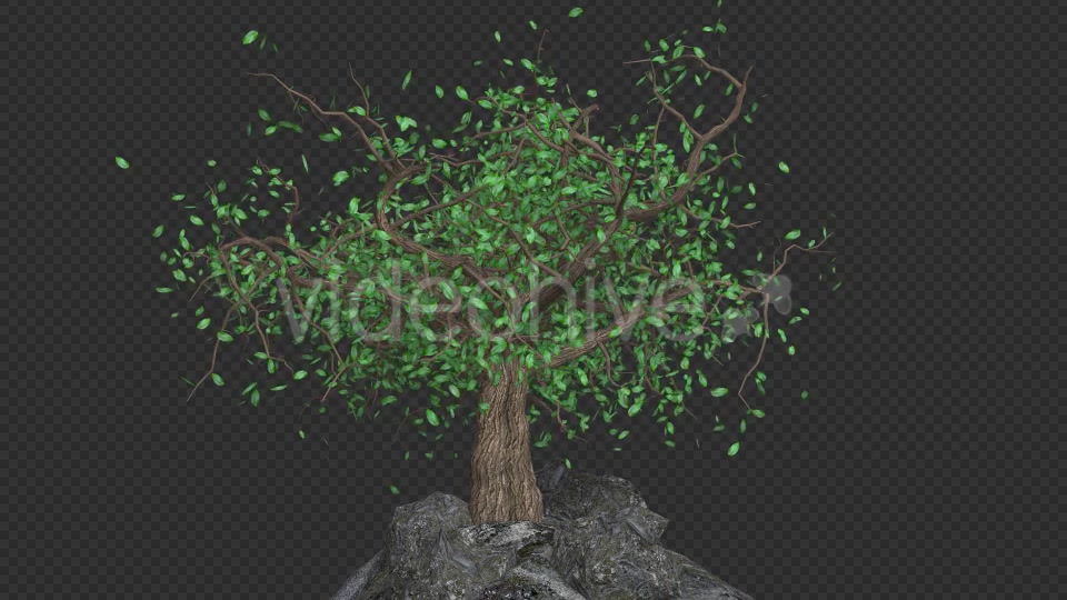 The Tree Grows And Leaves Fall Videohive 20192430 Motion Graphics Image 5