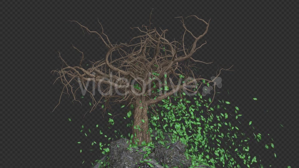 The Tree Grows And Leaves Fall Videohive 20192430 Motion Graphics Image 8