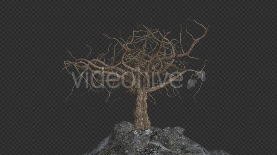 The Tree Grows Rotate And Leaves Fall Videohive 20192440 Motion Graphics Image 3
