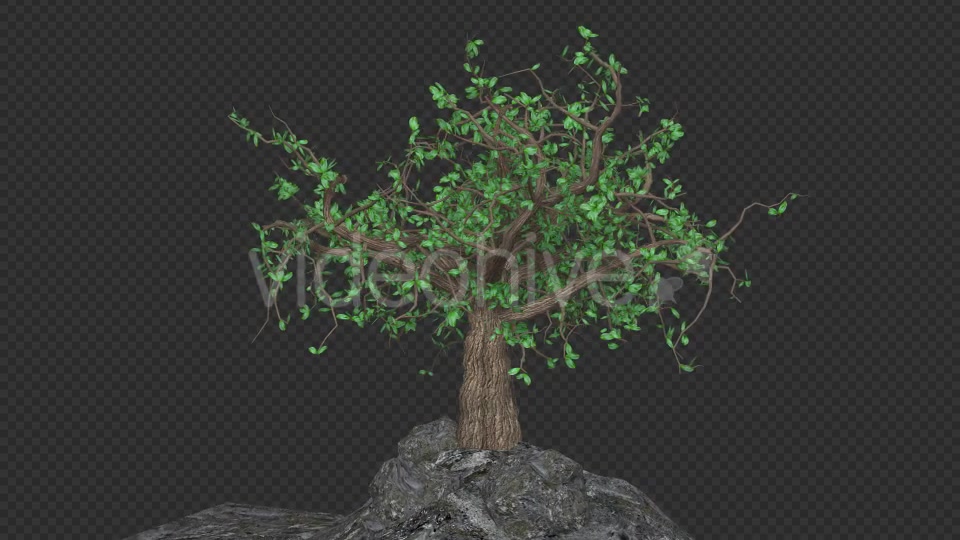 The Tree Grows Rotate And Leaves Fall Videohive 20192440 Motion Graphics Image 4