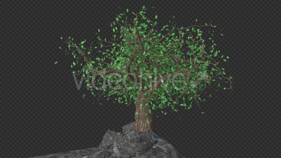 The Tree Grows Rotate And Leaves Fall Videohive 20192440 Motion Graphics Image 5