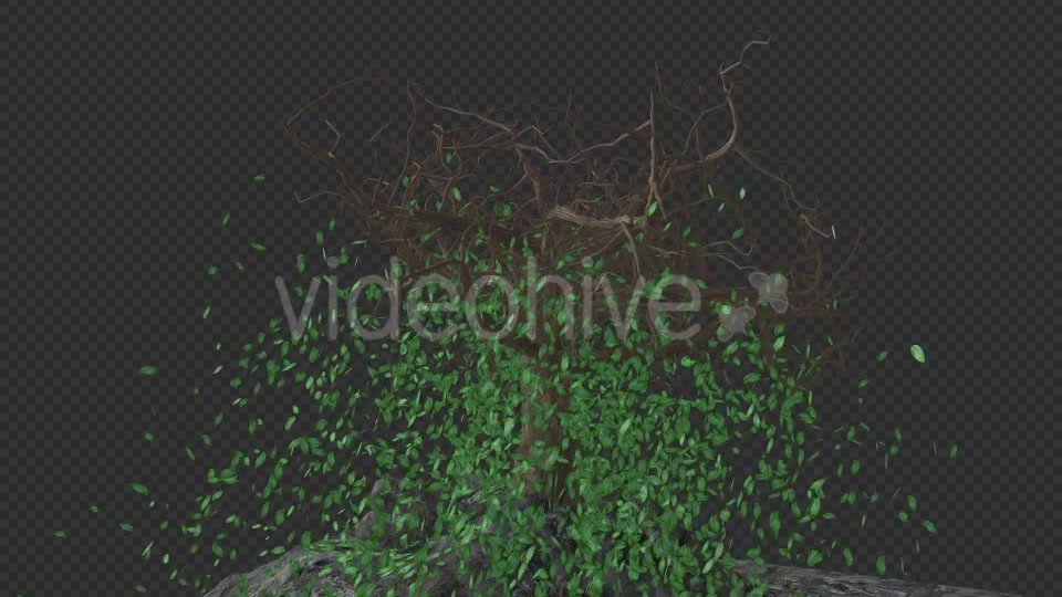 The Tree Grows Rotate And Leaves Fall Videohive 20192440 Motion Graphics Image 7