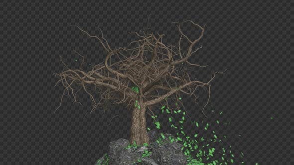 The Tree Grows Rotate And Leaves Fall - 20192440 Download Videohive