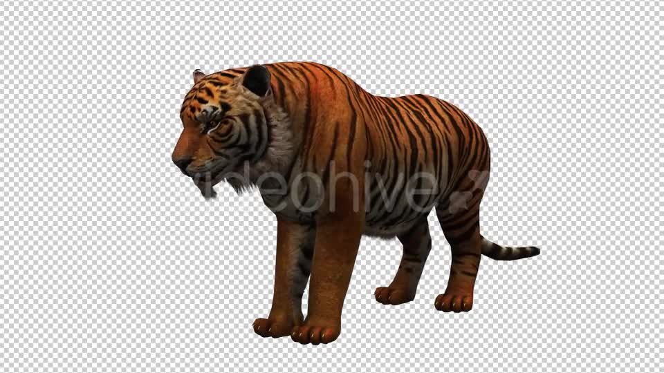 Tiger 2 Videohive 20659303 Motion Graphics Image 1