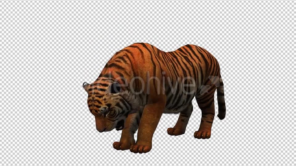 Tiger 2 Videohive 20659303 Motion Graphics Image 2