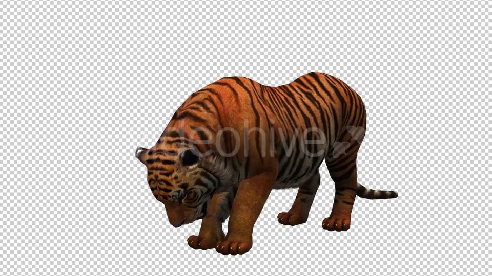 Tiger 2 Videohive 20659303 Motion Graphics Image 3