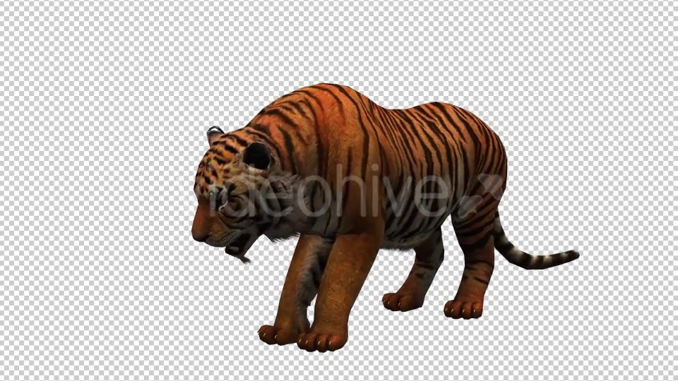 Tiger 2 Videohive 20659303 Motion Graphics Image 4