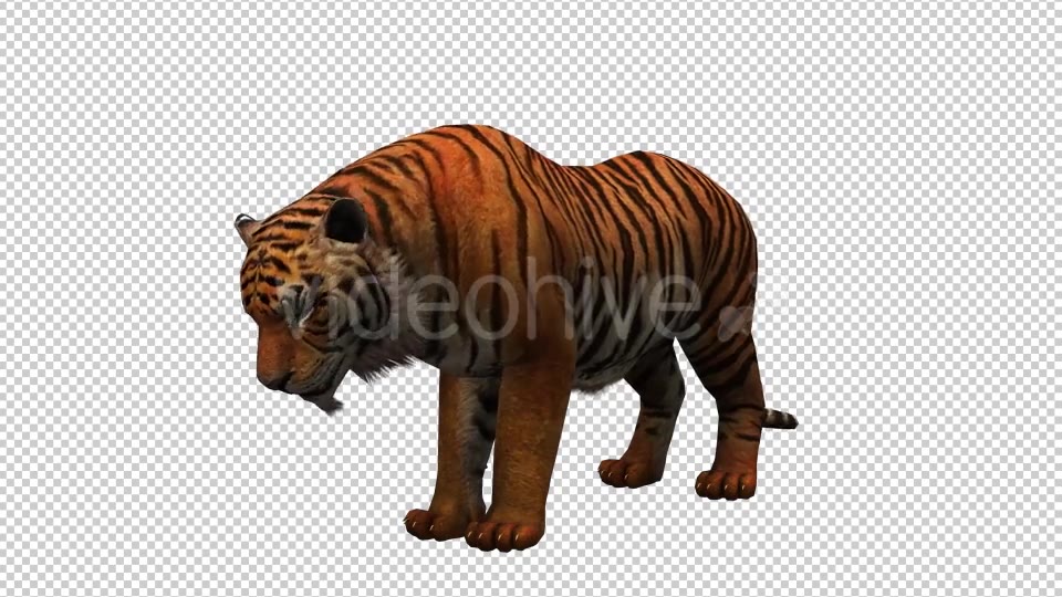 Tiger 2 Videohive 20659303 Motion Graphics Image 5