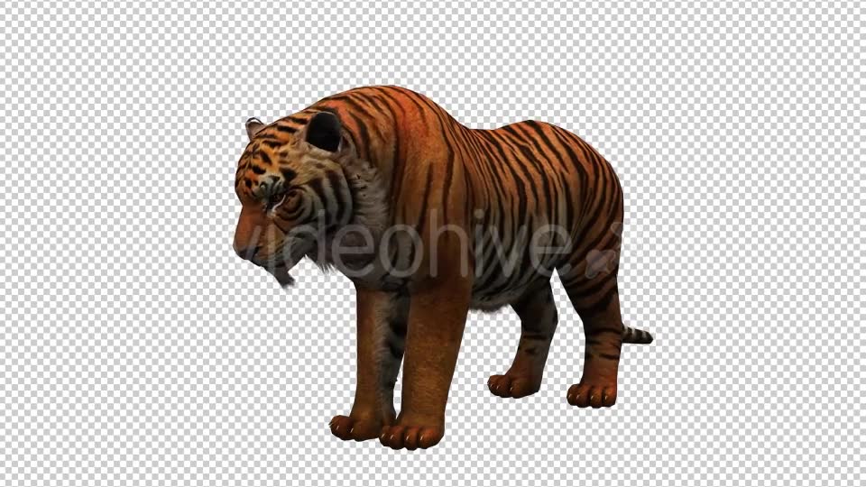 Tiger 2 Videohive 20659303 Motion Graphics Image 6