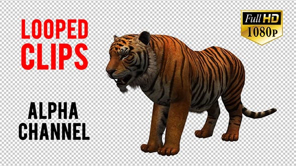 Tiger 2 - Download 20659303 Videohive