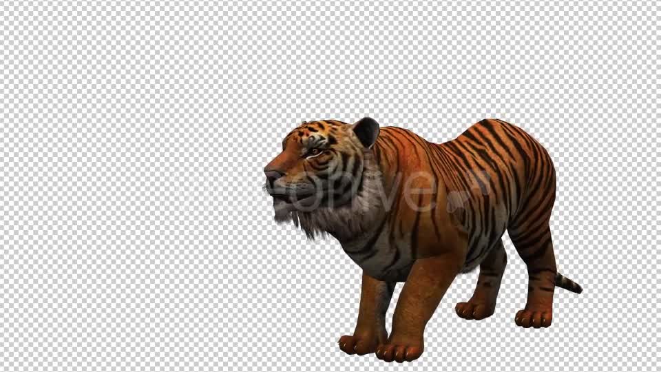 Tiger 3 Videohive 20659322 Motion Graphics Image 1