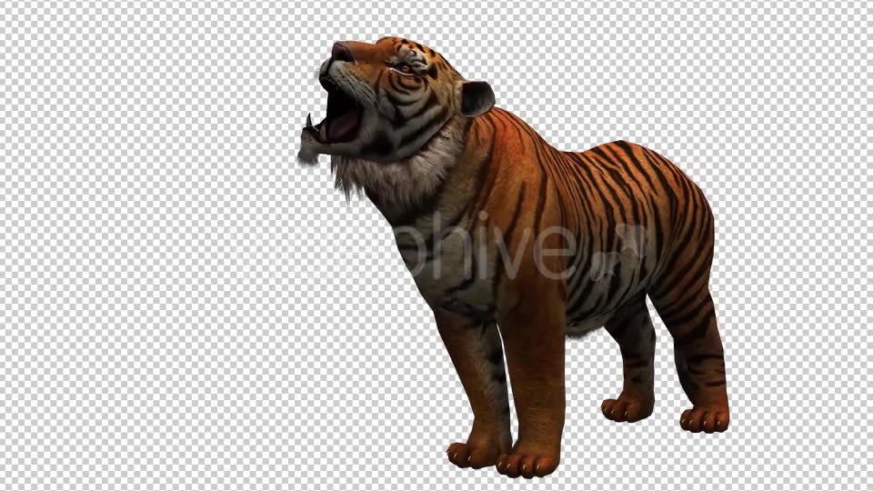 Tiger 3 Videohive 20659322 Motion Graphics Image 2