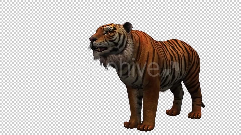 Tiger 3 Videohive 20659322 Motion Graphics Image 3