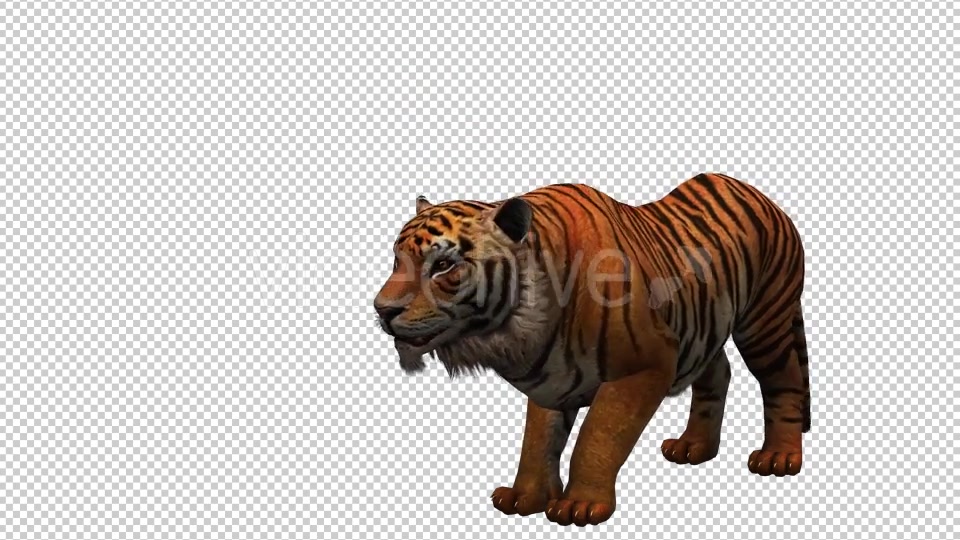Tiger 3 Videohive 20659322 Motion Graphics Image 4