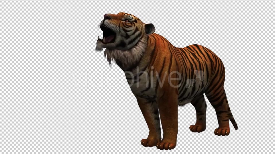 Tiger 3 Videohive 20659322 Motion Graphics Image 5