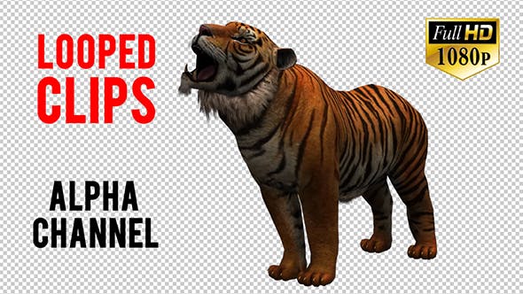 Tiger 3 - Videohive Download 20659322
