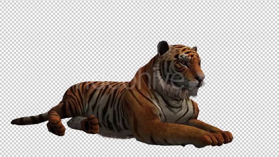 Tiger 4 Videohive 20659354 Motion Graphics Image 1