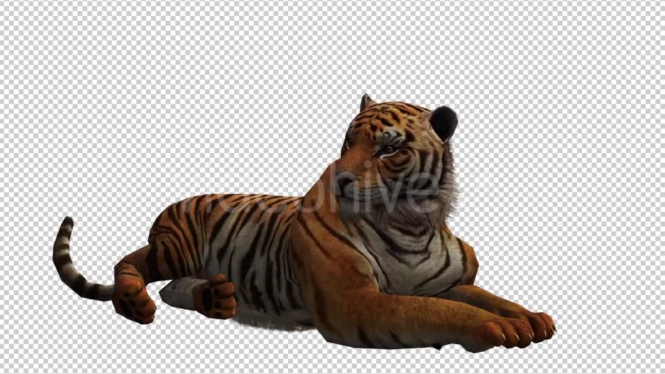 Tiger 4 Videohive 20659354 Motion Graphics Image 2