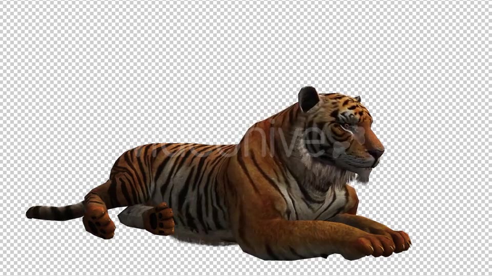 Tiger 4 Videohive 20659354 Motion Graphics Image 3