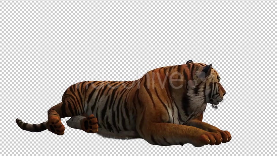 Tiger 4 Videohive 20659354 Motion Graphics Image 4
